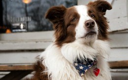 Câu chuyện về chú chó tranh cử Tổng thống Mỹ