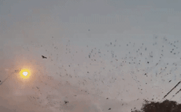 Clip: Hàng ngàn con chim phủ kín bầu trời Texas