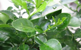 Dắt túi ngay những bài thuốc chữa bệnh từ lá chanh nếu bạn bị cảm sốt, ho do lạnh