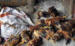 Gia Lai: 25 người ngộ độc sau khi ăn thịt gà chết
