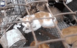Chợ tiêu thụ thịt mèo ở Việt Nam lên báo nước ngoài với những hình ảnh đáng thương gây ám ảnh