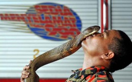 Sinh nghề tử nghiệp: Chuyên gia rắn bị hổ mang chúa cực độc cắn chết