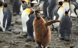 Khi "hoàng đế" băng hà: Vua của chim cánh cụt có thể vĩnh viễn bị xóa sổ trong tương lai gần