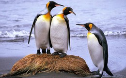 Khi "hoàng đế" băng hà: Vua của chim cánh cụt có thể vĩnh viễn bị xóa sổ trong tương lai gần
