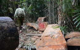 Phó Chủ tịch tỉnh Quảng Nam công bố email kêu gọi tố giác hành vi phá rừng