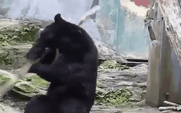 Gấu đen tại Nhật bất ngờ thể hiện tài múa gậy đẹp mắt như... Tôn Ngộ Không!