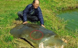 PGS Hà Đình Đức: Chưa thể khẳng định rùa ở hồ Xuân Khanh là "hậu bối" của rùa Hồ Gươm