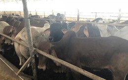 Tin mới vụ dân vây trại bò gây ô nhiễm