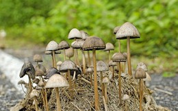 Giải mã Nấm thức thần "đầu hói" gây ảo giác chết người