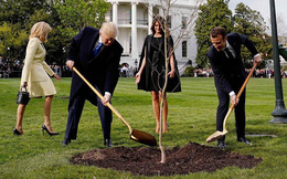 Lý do cây sồi do Tổng thống Mỹ và Pháp trồng tại Nhà Trắng biến mất ‘bí ẩn’