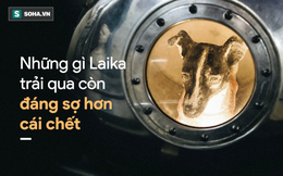 Nước mắt cô độc của Laika: Câu chuyện buồn của chú chó "phi hành gia" Liên Xô