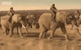 Những con voi trong chiến tranh: Cỗ "xe tăng" đáng sợ của giới quân sự cổ đại