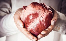 Tại sao có bao nhiêu loại ung thư, chẳng bao giờ chúng ta nghe thấy "ung thư tim"?