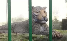 Con hổ bằng bê tông trong Thảo Cầm Viên bất ngờ nổi tiếng trên MXH vì biểu cảm xuất sắc