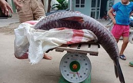 Yên Bái: Thêm một con cá trắm khổng lồ nặng 61kg sa lưới ngư dân trên hồ Thác Bà