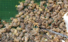 Cận cảnh nuôi ếch thành tỷ phú ở vùng Đồng Tháp Mười