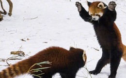 Biểu cảm "Hăm doạ kẻ thù" của loài gấu trúc đỏ làm chao đảo cộng đồng mạng vì dễ thương quá