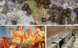 Những sự thật khó tin về cuộc sống của người La Mã cổ: đánh răng bằng nước tiểu, ăn no quá nôn luôn tại bàn