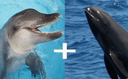 Cá heo lai cá voi - lần đầu tiên khoa học tìm thấy loài lai kỳ lạ này đấy!