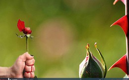 Bạn ôm một bó hồng, người ta chỉ ngưỡng mộ hoặc chê bai hoa hồng đẹp xấu, chẳng ai quan tâm tay bạn gai đâm rướm máu