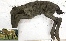 Phát hiện hóa thạch ngựa còn nguyên vẹn sau 40.000 năm tại hố tử thần ở Siberia