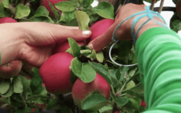 Tự trồng táo Tây siêu lùn, cây sai trĩu quả khiến bạn thu hoạch mỏi tay