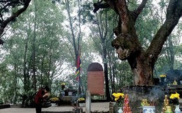 Ngạc nhiên với quần thể lim cổ thụ như báu vật của ngôi đền ở Hải Dương