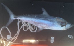 Đang đi câu, người phụ nữ bị cá 10 kg bay lên cắn đứt cổ