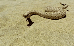 Kỳ lạ: Con rắn độc xảo quyệt, người đàn ông lật đi lật lại vẫn quyết thè lưỡi giả chết!