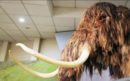 Nga chi 5,9 triệu USD cho nghiên cứu hồi sinh động vật tiền sử như trong Jurassic World