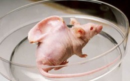 Sự thật về bức ảnh "chú chuột có đôi tai người trên cơ thể" và thí nghiệm khoa học gây nhiều tranh cãi