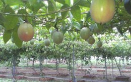 Chuyện lạ ở Kon Tum: Ép mua chanh dây kiểu "xã hội đen"