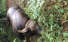 Bò tót hoang dã chết trong Khu Bảo tồn thiên nhiên văn hóa Đồng Nai