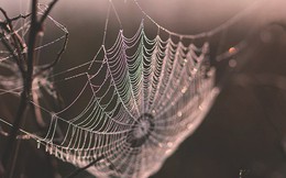 Tơ nhện mỏng manh mà bền gấp 5 lần thép, nhưng đến bây giờ khoa học mới hiểu được lý do
