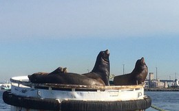 13 con sư tử biển bị chết ở bờ biển Washington chỉ trong 3 tháng