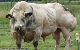 Hãi hùng bò đột biến gien, cơ bắp nổi cuộn như lực sĩ