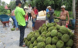 Bưởi, sầu riêng 'khóc' vì thương lái Trung Quốc hạn chế mua