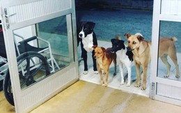 Hình ảnh cảm động: Người đàn ông vô gia cư nhập viện, 4 chú chó hoang đứng mong chờ ngoài cửa