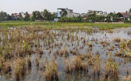 Sự cố dầu tràn ở Thanh Hóa: Cây héo rũ, cá tôm chết nổi đầy đồng