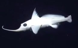 Con cá giống hệt phim hoạt hình này cho thấy thiên nhiên có thể gây bất ngờ đến mức nào