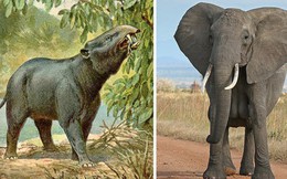 9 loài vật cực quen thuộc này thời xưa lại có ngoại hình dị đến mức không thể tin nổi