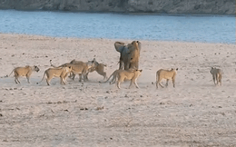 Thế giới động vật: Voi con điên cuồng phản công 14 con sư tử