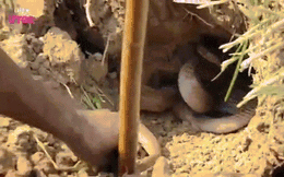 Video: Tay không tóm gọn hổ mang đất và rắn hổ bướm cực độc
