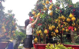 Bất ngờ với bưởi Kỳ Đà nặng 15 kg tiền triệu trưng Tết