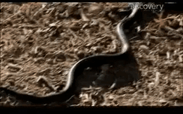 Loài rắn kịch độc có răng nanh thò thụt như dao găm: Cơn ác mộng chui lên từ dưới đất