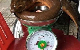 Nghệ An: Người dân bắt được con lươn “khủng” nặng 1,6 kg