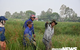 Ảnh: Theo chân nông dân Hải Phòng đi bắt chuột đồng mùa lúa chín