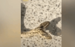Clip: Cận cảnh con rắn 2 đầu siêu hiếm bất ngờ xuất hiện ở Trung Quốc
