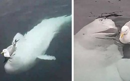 Video: Cá voi trắng liên tục trêu chọc chim mòng biển