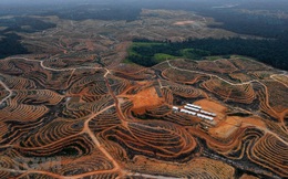 Indonesia lên kế hoạch xây dựng thủ đô mới ở tỉnh Kalimantan